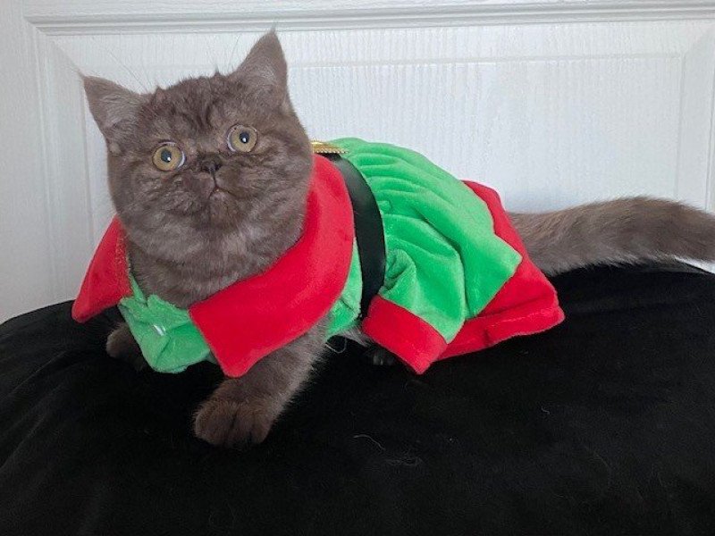 AYVIDENCE Femelle British Shorthair