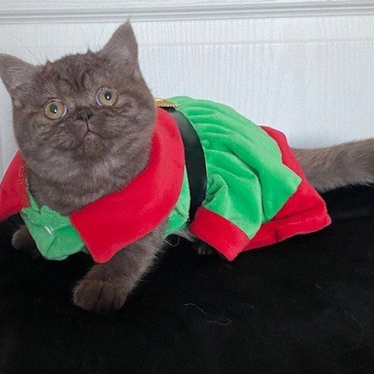 AYVIDENCE Femelle British Shorthair