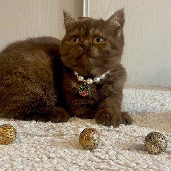 chat British Shorthair chocolate smoke AYVIDENCE Chatterie des 7'N Rock