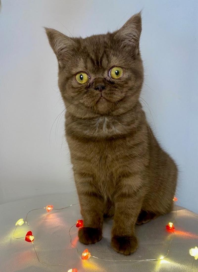 AYVIDENCE DE LA HILLANE Femelle British Shorthair