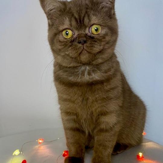 AYVIDENCE DE LA HILLANE Femelle British Shorthair