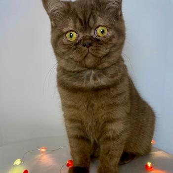 chat British Shorthair chocolate smoke AYVIDENCE Chatterie des 7'N Rock