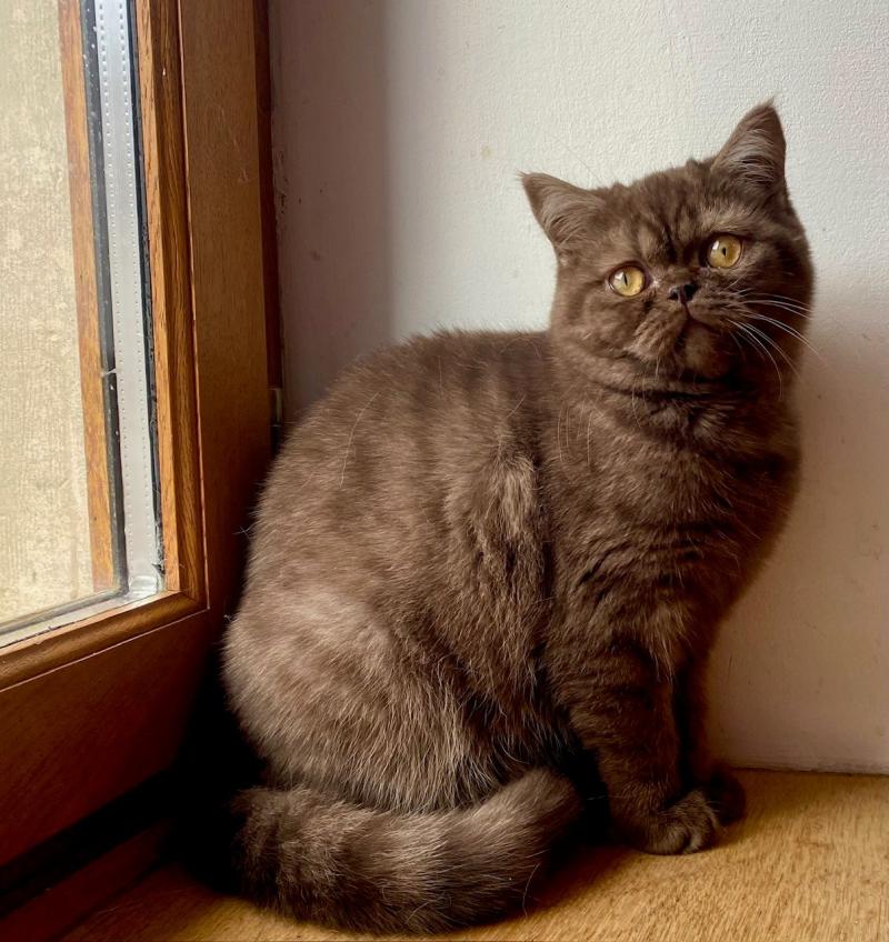 AYVIDENCE DE LA HILLANE Femelle British Shorthair