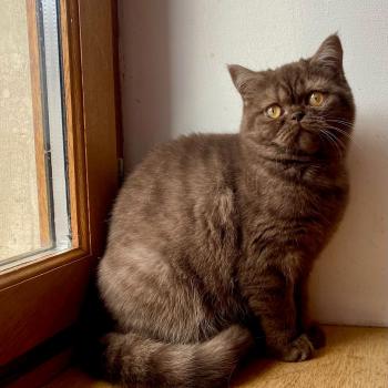 chat British Shorthair chocolate smoke AYVIDENCE Chatterie des 7'N Rock