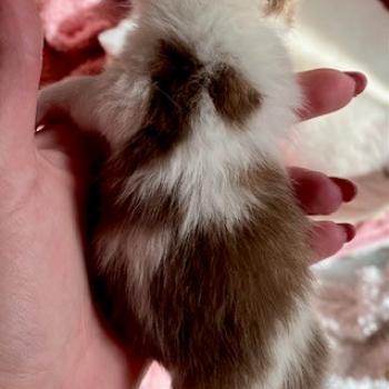 chaton British Shorthair chocolate ticked tabby bicolor B' Chatterie des 7'N Rock