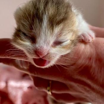 chaton British Shorthair chocolate ticked tabby bicolor B' Chatterie des 7'N Rock