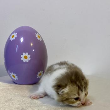 chaton British Shorthair chocolate ticked tabby bicolor BIRDY Chatterie des 7'N Rock