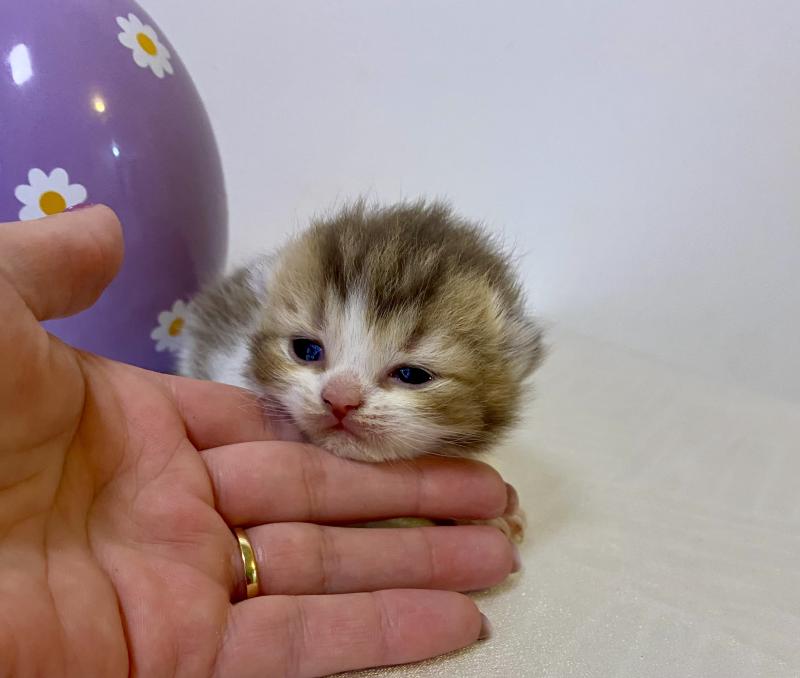 BIRDY Mâle British Shorthair
