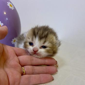 chaton British Shorthair chocolate ticked tabby bicolor BIRDY Chatterie des 7'N Rock