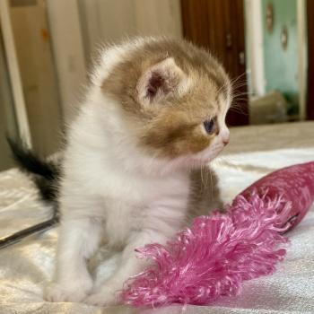 chaton British Shorthair chocolate ticked tabby bicolor BIRDY Chatterie des 7'N Rock