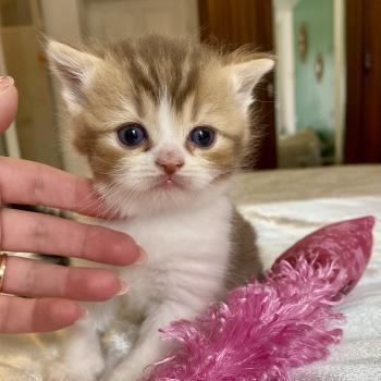 chaton British Shorthair chocolate ticked tabby bicolor BIRDY Chatterie des 7'N Rock