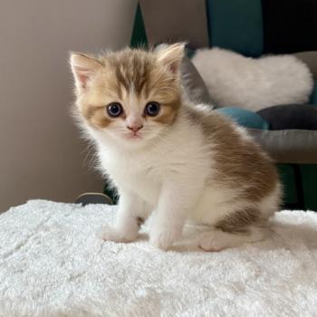 chaton British Shorthair chocolate ticked tabby bicolor BIRDY Chatterie des 7'N Rock