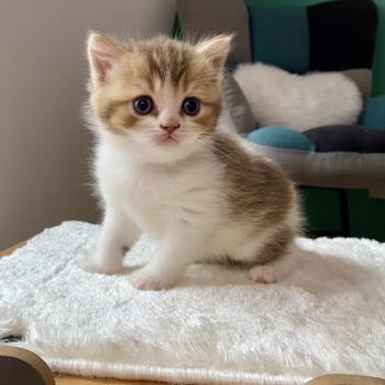 chaton British Shorthair chocolate ticked tabby bicolor BIRDY Chatterie des 7'N Rock