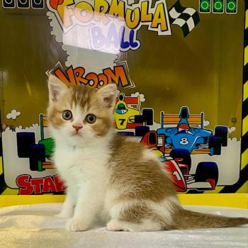 chaton British Shorthair chocolate ticked tabby bicolor BUCK Chatterie des 7'N Rock