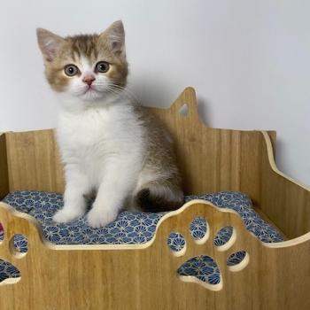 chaton British Shorthair chocolate ticked tabby bicolor BUCK Chatterie des 7'N Rock