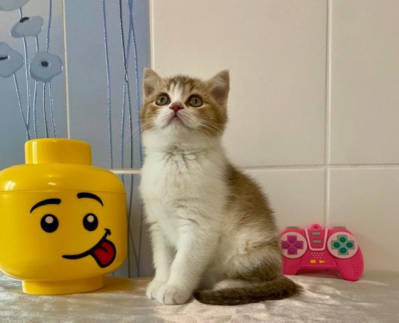 BUCK Mâle British Shorthair