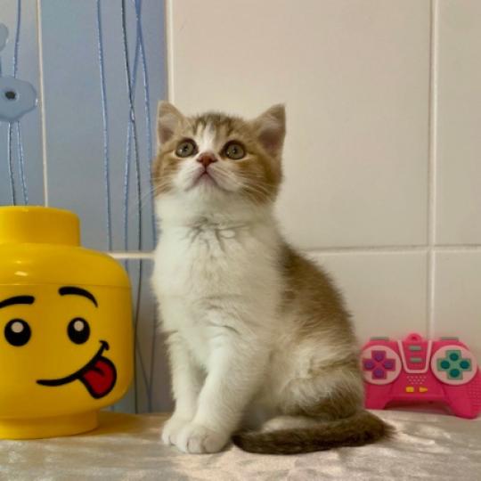 BUCK Mâle British Shorthair