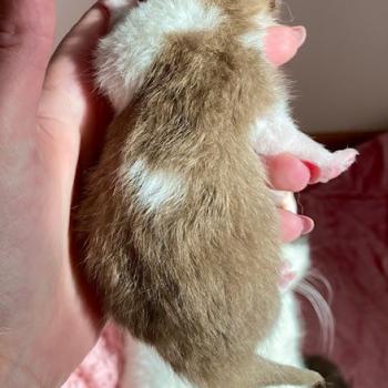 chaton British Shorthair chocolate ticked tabby bicolor BAKERY Chatterie des 7'N Rock