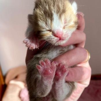chaton British Shorthair chocolate ticked tabby bicolor BAKERY Chatterie des 7'N Rock