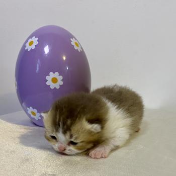 chaton British Shorthair chocolate ticked tabby bicolor BAKERY Chatterie des 7'N Rock