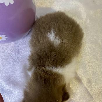 chaton British Shorthair chocolate ticked tabby bicolor BAKERY Chatterie des 7'N Rock