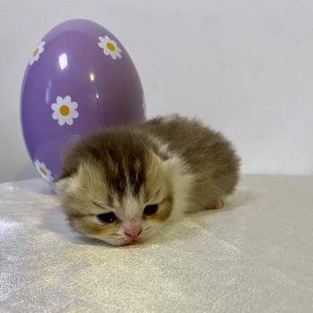 chaton British Shorthair chocolate ticked tabby bicolor BAKERY Chatterie des 7'N Rock