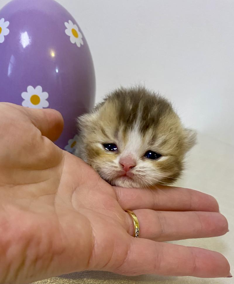 BAKERY Femelle British Shorthair
