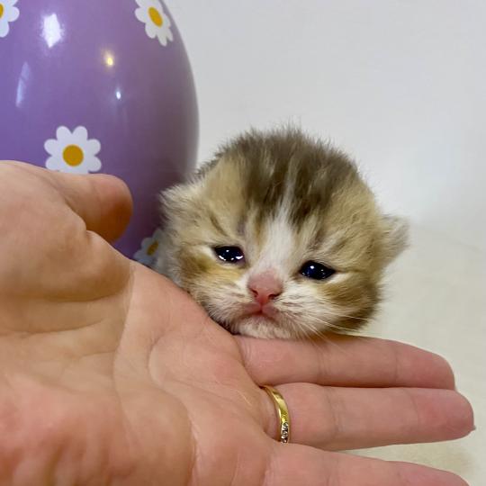 BAKERY Femelle British Shorthair