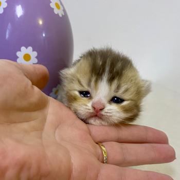 chaton British Shorthair chocolate ticked tabby bicolor BAKERY Chatterie des 7'N Rock