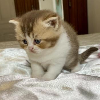 chaton British Shorthair chocolate ticked tabby bicolor BAKERY Chatterie des 7'N Rock