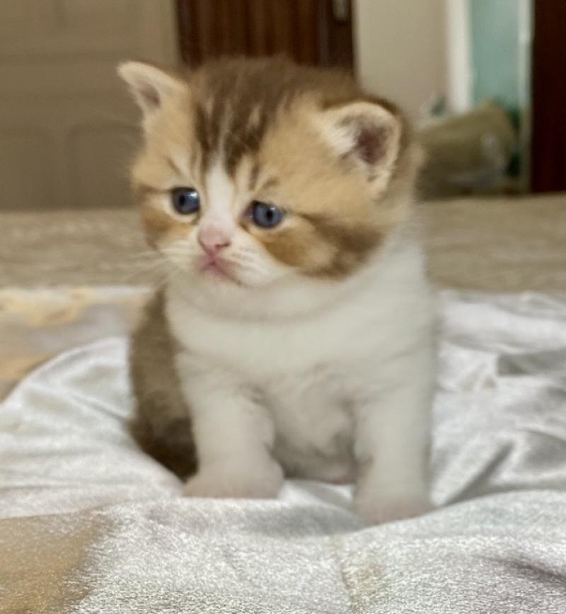 BAKERY Femelle British Shorthair