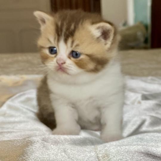 BAKERY Femelle British Shorthair