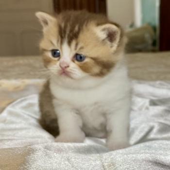 chaton British Shorthair chocolate ticked tabby bicolor BAKERY Chatterie des 7'N Rock