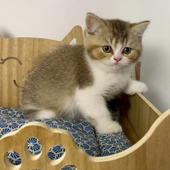 chaton British Shorthair chocolate ticked tabby bicolor BAKERY Chatterie des 7'N Rock