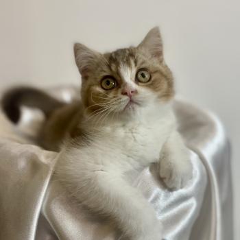 chaton British Shorthair chocolate ticked tabby bicolor BAKERY Chatterie des 7'N Rock
