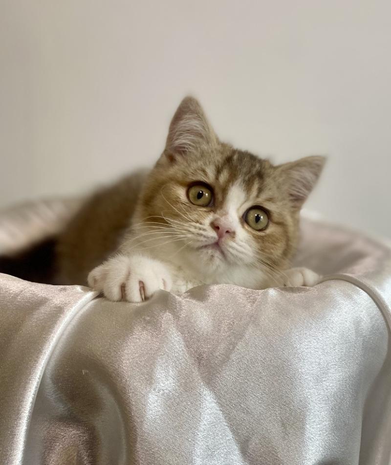 BELLUCCI des 7'N Rock Femelle British Shorthair