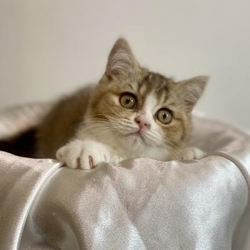 chaton British Shorthair chocolate ticked tabby bicolor BAKERY Chatterie des 7'N Rock