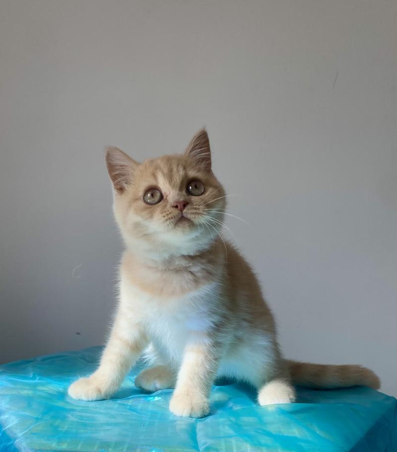 Balam Des roses de jade Mâle British Shorthair