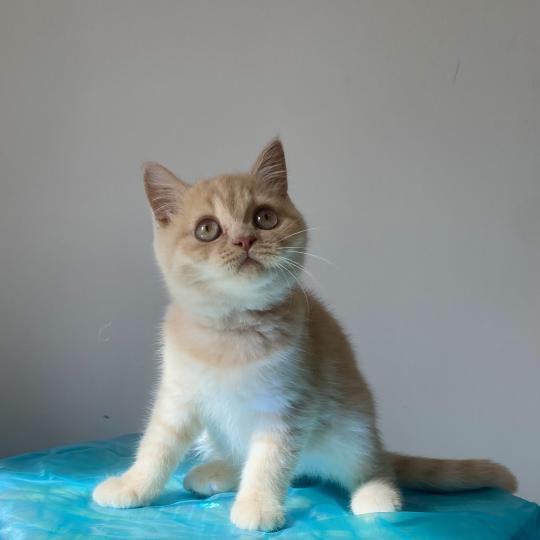 Balam Des roses de jade Mâle British Shorthair