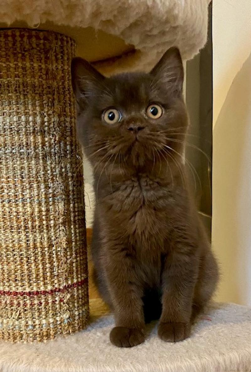 BANGER OF BRITISH FAMILY Femelle British Shorthair
