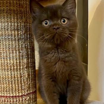 chat British Shorthair chocolate BANGER Chatterie des 7'N Rock