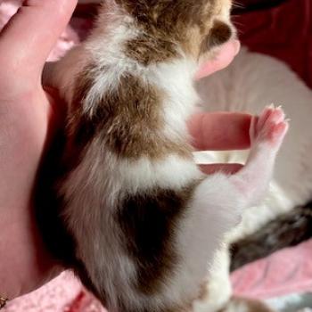 chaton British Shorthair chocolate ticked tabby bicolor BASSAI Chatterie des 7'N Rock