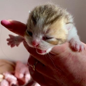 chaton British Shorthair chocolate ticked tabby bicolor BASSAI Chatterie des 7'N Rock