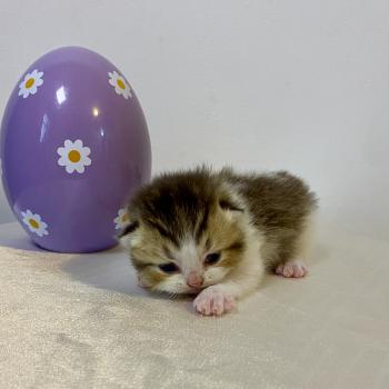 chaton British Shorthair chocolate ticked tabby bicolor BASSAI Chatterie des 7'N Rock