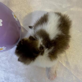 chaton British Shorthair chocolate ticked tabby bicolor BASSAI Chatterie des 7'N Rock