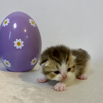 chaton British Shorthair chocolate ticked tabby bicolor BASSAI Chatterie des 7'N Rock