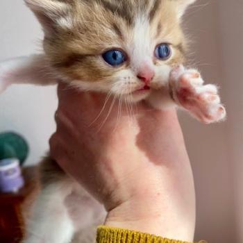 chaton British Shorthair chocolate ticked tabby bicolor BASSAI Chatterie des 7'N Rock