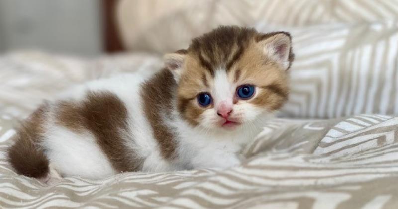 BASSAI Mâle British Shorthair