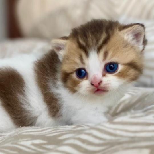 BASSAI Mâle British Shorthair