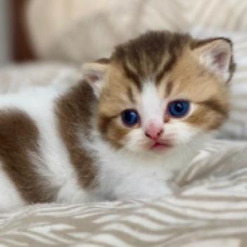 chaton British Shorthair chocolate ticked tabby bicolor BASSAI Chatterie des 7'N Rock